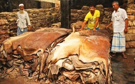 দেশে কোরবানির পশুর চামড়ার দাম নির্ধারণ