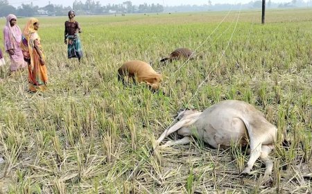 কালিহাতীতে অরক্ষিত বিদ্যুৎ খুঁটিতে বিদুৎ সংস্পর্শে ৫ গরুর মৃ*ত্যু