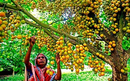 থোকায় থোকায় লটকন ফলের বাহার