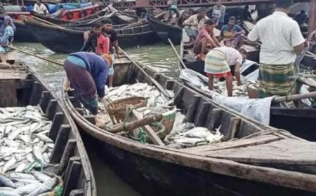 নিষেধাজ্ঞা শেষে চাঙ্গা কক্সবাজার ফিশারিঘাট: ট্রলারভর্তি রুপালি ইলিশ, চড়া দামেই কিনছেন ক্রেতারা