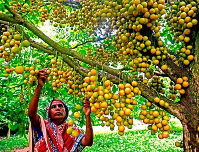 থোকায় থোকায় লটকন ফলের বাহার