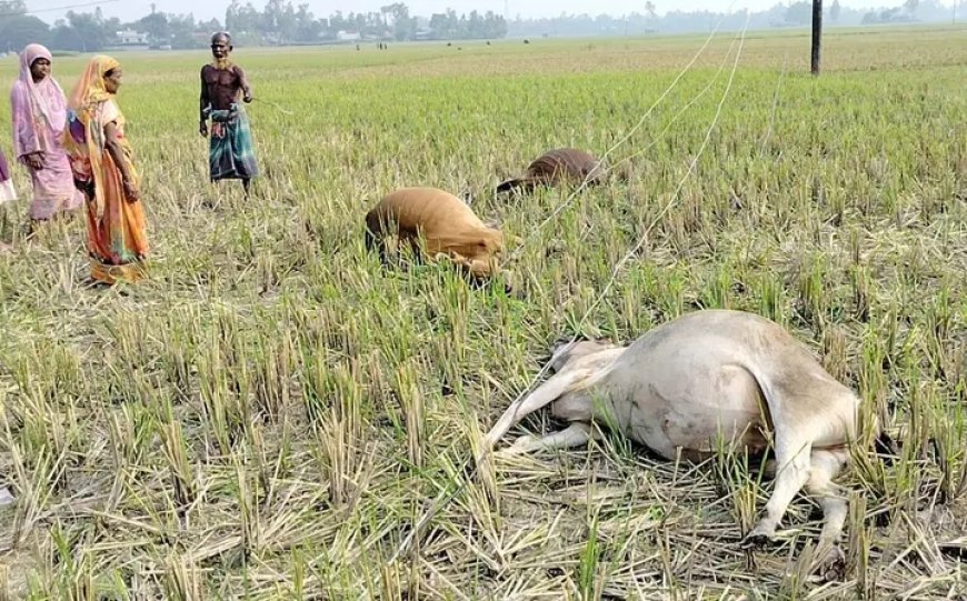 কালিহাতীতে অরক্ষিত বিদ্যুৎ খুঁটিতে বিদুৎ সংস্পর্শে ৫ গরুর মৃ*ত্যু