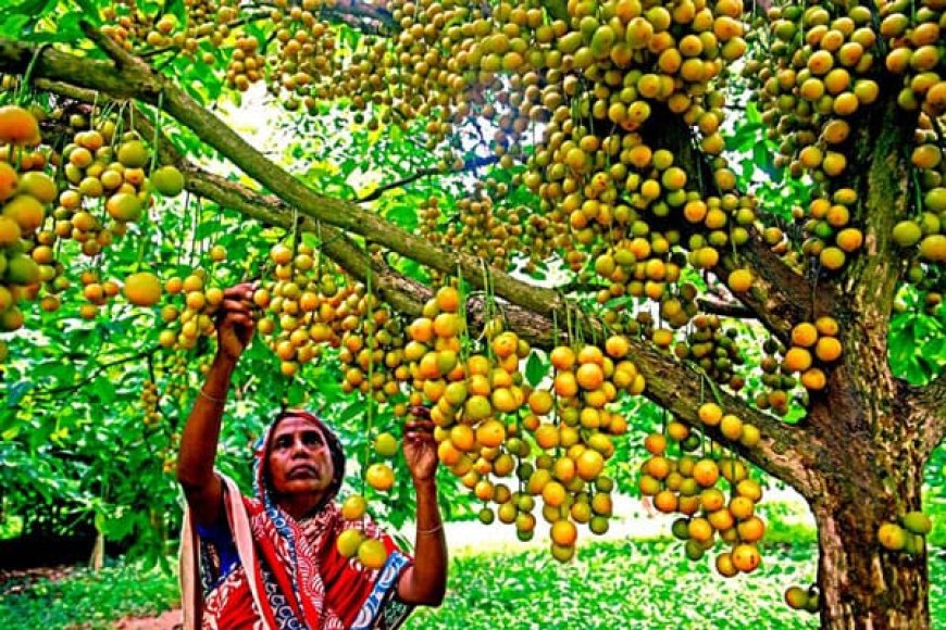থোকায় থোকায় লটকন ফলের বাহার