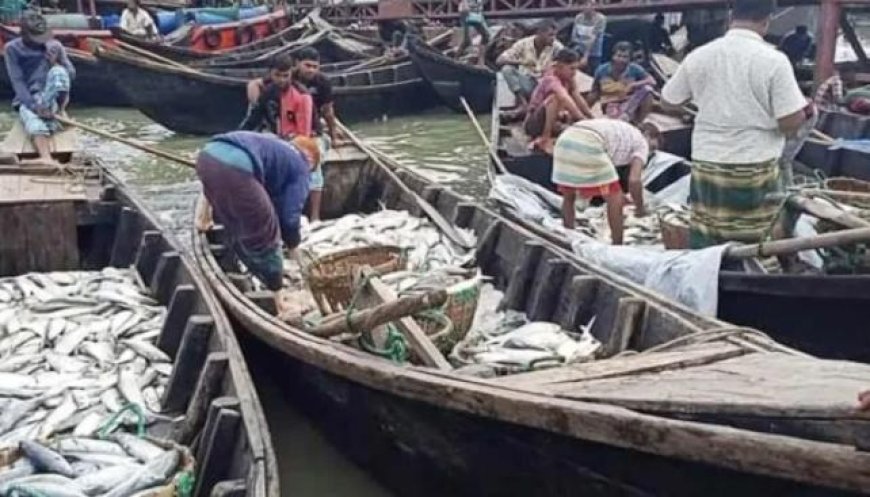 নিষেধাজ্ঞা শেষে চাঙ্গা কক্সবাজার ফিশারিঘাট: ট্রলারভর্তি রুপালি ইলিশ, চড়া দামেই কিনছেন ক্রেতারা