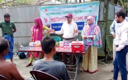 উলিপুরে ১৫০ গবাদি পশুকে ভ্যাকসিনেশন ও ফ্রি মেডিকেল সেবা প্রদান