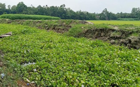 বৃষ্টিতেই ভাঙছে পাড়  খাল পুনঃখনন প্রকল্পে অনিয়মের অভিযোগ