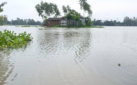 বন্যার পানি কমলেও কুড়িগ্রামে শেষ হয়নি দুর্ভোগ, কৃষকের ৫০০ হেক্টর ফসল ক্ষতিগ্রস্ত