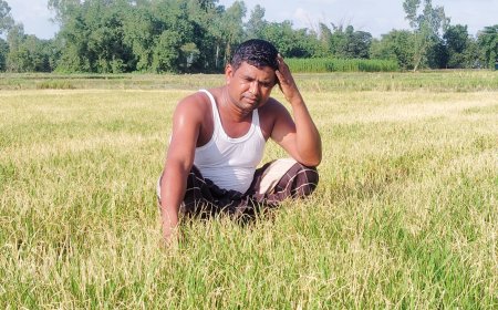 পূর্ব শত্রুতার জের ধরে ধানের বীজতলায় আগাছা নাশক স্প্রে, দুর্বৃত্তদের বিরুদ্ধে থানায় অভিযোগ