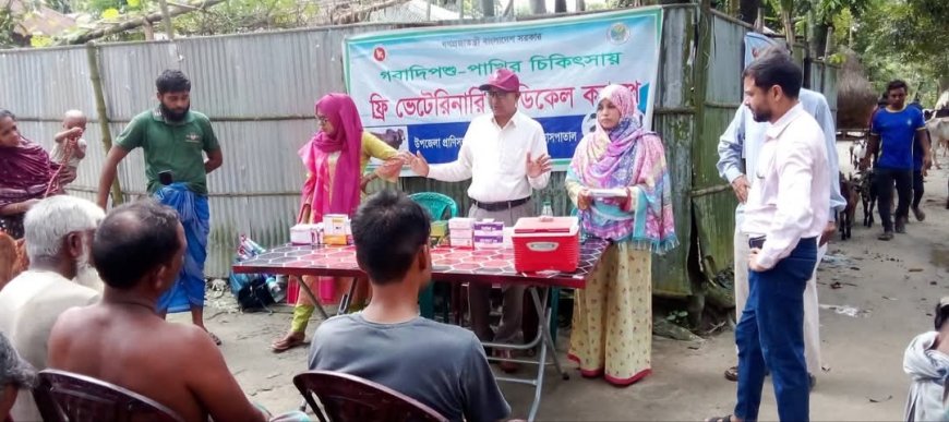 উলিপুরে ১৫০ গবাদি পশুকে ভ্যাকসিনেশন ও ফ্রি মেডিকেল সেবা প্রদান