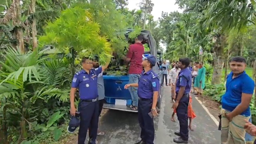 কুড়িগ্রামে সুপারির বাগানে গাঁজা চাষ: অভিযান চালিয়ে চারটি গাঁজা গাছ জব্দ করল পুলিশ