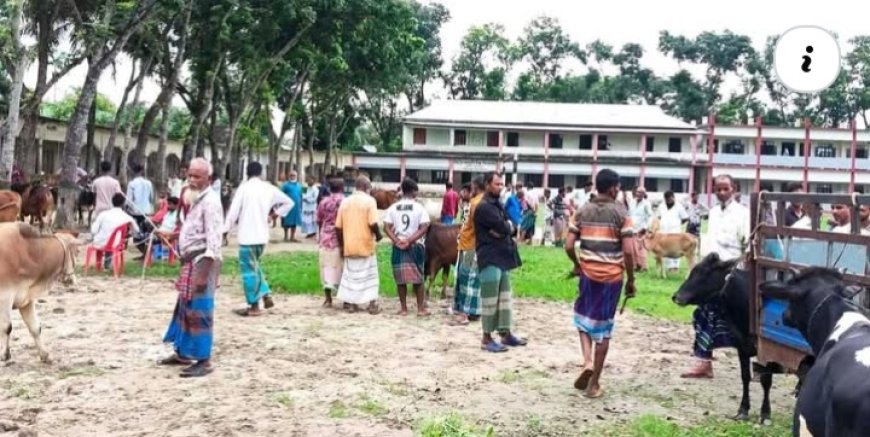 পরীক্ষা চলাকালীন স্কুল মাঠেই মাইক বাজিয়ে চলছে গরুর হাট