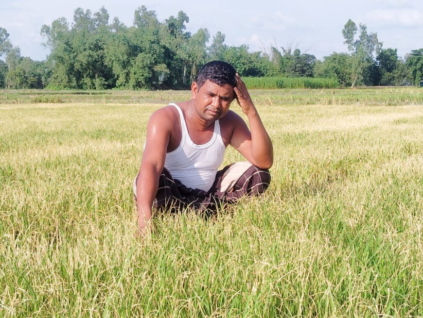 পূর্ব শত্রুতার জের ধরে ধানের বীজতলায় আগাছা নাশক স্প্রে, দুর্বৃত্তদের বিরুদ্ধে থানায় অভিযোগ
