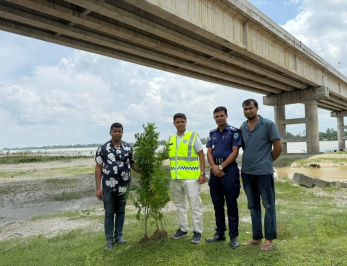 সাঁড়াশি অভিযানে কুড়িগ্রামে উন্মোচিত গাঁজা চাষ, গাঁজা গাছ উদ্ধার—গ্রেফতার চাষি