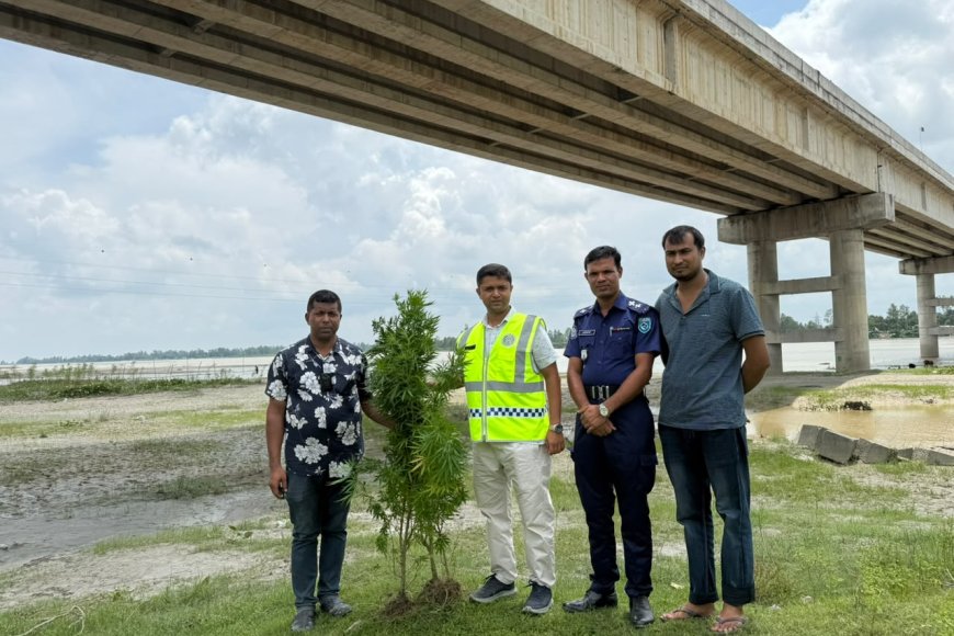 সাঁড়াশি অভিযানে কুড়িগ্রামে উন্মোচিত গাঁজা চাষ, গাঁজা গাছ উদ্ধার—গ্রেফতার চাষি