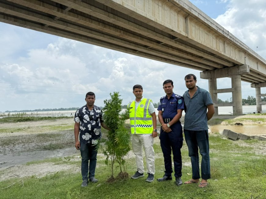 সাঁড়াশি অভিযানে কুড়িগ্রামে উন্মোচিত গাঁজা চাষ, গাঁজা গাছ উদ্ধার—গ্রেফতার চাষি