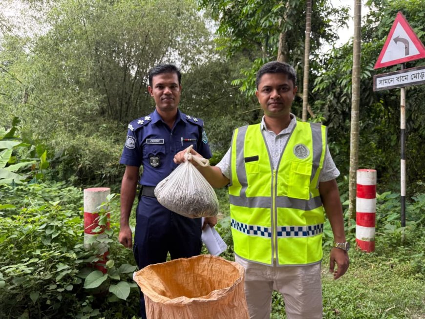 সাঁড়াশি অভিযানে কুড়িগ্রামে উন্মোচিত গাঁজা চাষ, গাঁজা গাছ উদ্ধার—গ্রেফতার চাষি